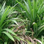 Pandan wangi (Pandanus amaryllifolius)