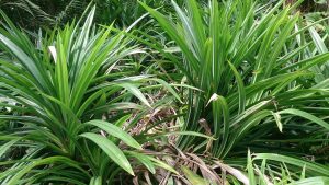 Pandan wangi (Pandanus amaryllifolius)