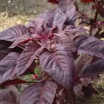 Bayam Merah  (Amaranthus tricolor L.)