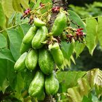 Belimbing Wuluh (Averrhoa Bilimbi Linn)