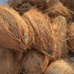 Kelapa (Cocos nucifera)