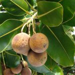 Bintangur / Nyamplung (Calophyllum inophyllum)