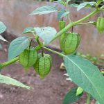 Ciplukan (Physalis angulata )