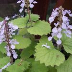 Nilam (Pogostemon cablin)