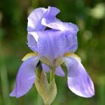 Iris (Iris pallida)