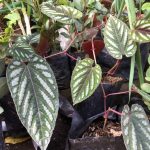 Irah-irahan (Cissus javana)