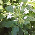 Daun Encok ( Plumbago zeylanica )