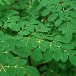 Kelor (Moringa oleifera)