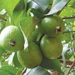 Jambu Biji (Psidium guajava)