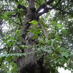 Jati Belanda (Guazuma ulmifolia)