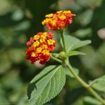 Lantana (Lantana camara L)