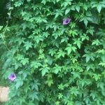 Ubi Kates (Ipomoea cairica)