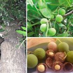 Nyamplung (Calophyllum inophyllum)