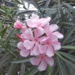 Oleander / Bunga Jepun (Nerium oleander)