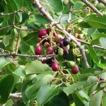 Juwet / Jamblang (Syzygium cumini)