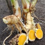 Temu Mangga (Curcuma mangga)