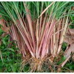 Sereh Wangi (Cymbopogon nardus)