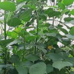 Dadap Serep (Erythrina subumbrans)