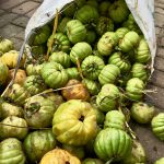 Asam Gelugur (Garcinia atroviridis)