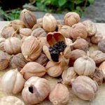 Kapulaga (Amomum compactum)