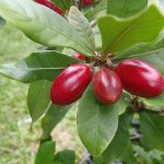Buah Ajaib (Synsepalum dulcificum)