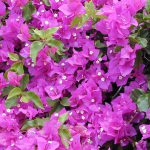 Bugenvil (Bougainvillea spectabilis, Bougainvillea glahra )