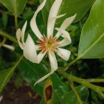 Cempaka Putih (Magnolia × alba )