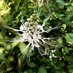 Kumis Kucing (Orthosiphon aristatus)