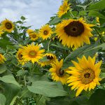 Bunga Matahari (Helianthus aridus)
