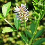 Akar Manis (Glycyrrhiza glabra)