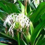 Bakung (Hymenocallis arenaria)