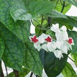 Nona Makan Sirih / Sirih-sirihan (Clerodendrum thomsoniae)