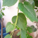 Cincau Rambat (Cylea barbata)