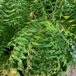 Mimba (Azadirachta indica)