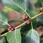 Rampelas (Ficus ampelas)