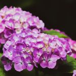 Geranium (geranium radula)