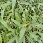 Gandarusa (Justicia gendarussa)