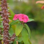 Kaktus Pakis Giwang (Euphorbia milii )