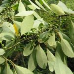 Krangean (Litsea cubeba)