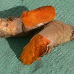 Kunir / Kunyit (Curcuma longa)