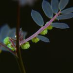 Meniran  (Phyllanthus urinaria)