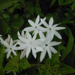 Pancasuda (Jasminum pubescens)
