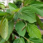 Orok-orok hutan / Apa-apa (Flemingia congesta)