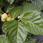 Mengkudu (Morinda citrifolia)