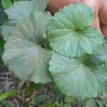 Pegagan (Centella asiatica)