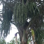 Enau / Aren (Arenga pinnata)