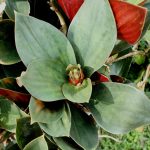 Pacing Merah (Costus erythrophyllus)