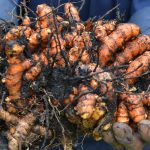 Kunyit (Curcuma domestic)