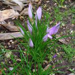 Saffron / Kuma-kuma (Crocus sativus)