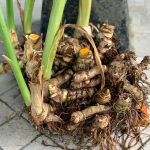 Curcuma / Temulawak (Curcuma zanthorrhiza)